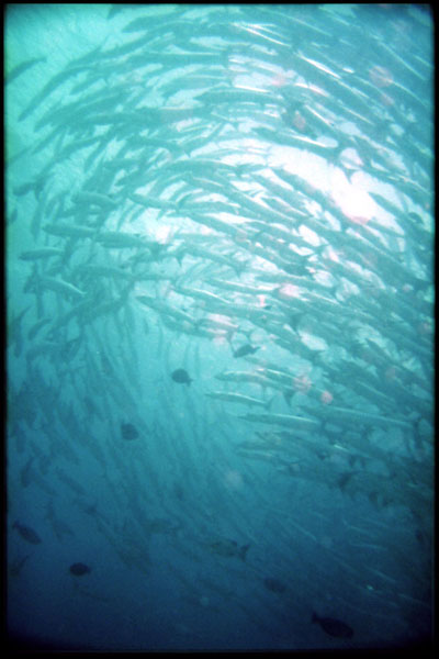 Borneo – Sipadan – Barracuda point